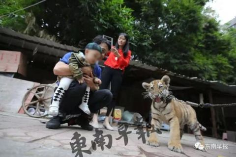 9岁女孩公园遛老虎 其父:老虎还小没有攻击性